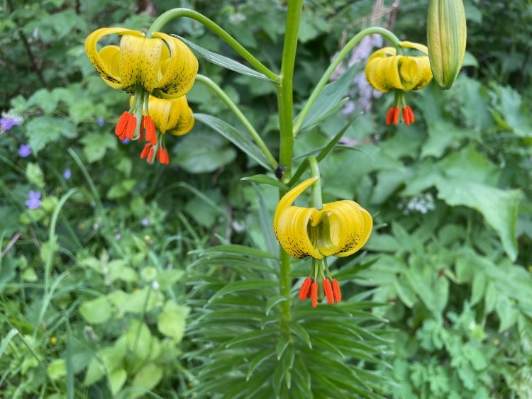 wildflowers close up