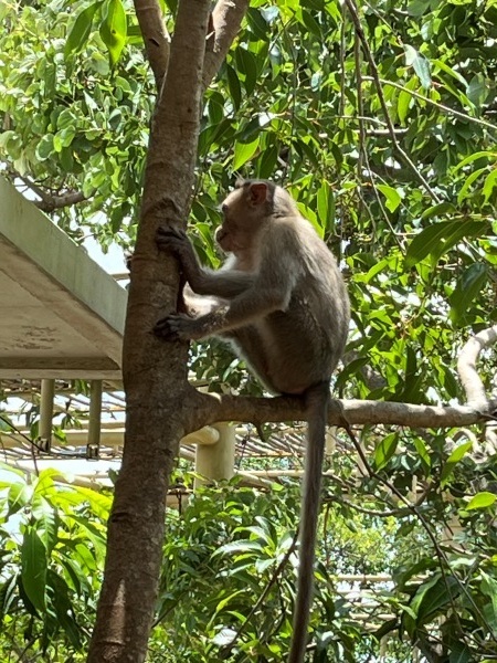 monkey in banyan tree