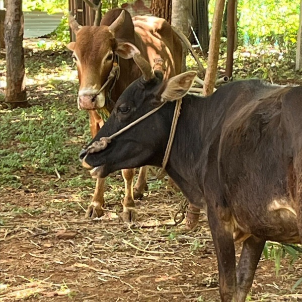 cows in a field